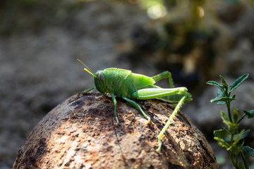 green grasshopper on the ground