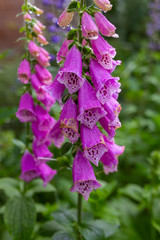 Pink foxgloves in a flower garden.