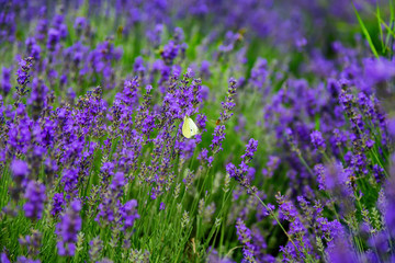 Fototapeta premium Blooming lavender field in Hungary.