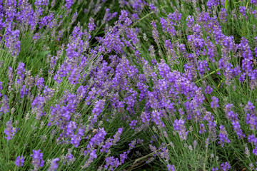 Fototapeta premium Blooming lavender field in Hungary.