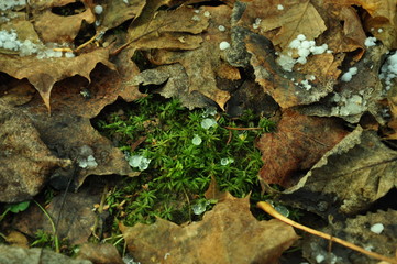 moss on the tree