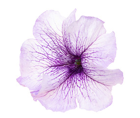 white flower with blue veins of petunia on a white background