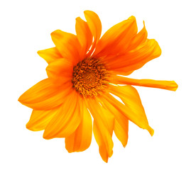 orange flower on white background