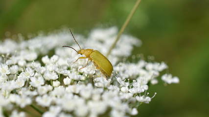 Schwefelkäfer, Cteniopus Flavus, gelb grüner Käfer auf Doldenblütler	
