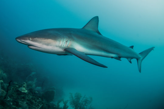 shark in the sea