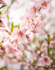 Obraz premium Blooming spring almond orchard