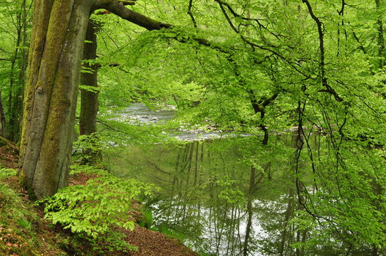Nister im Westerwald