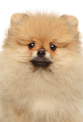 Obraz premium Close-up of Pomeranian Spitz puppy