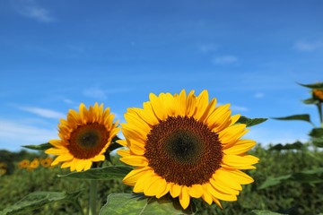 夏の馬見丘陵公園