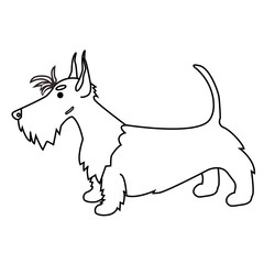 Scottish terrier in the vector. Funny dog. Illustration of white Scottish terrier . Line drawing of red scottish terrier