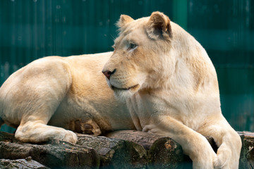 beautiful lioness lies on a stone and looking away