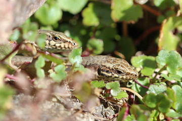 Eidechse, Tier, Reptil, Amphibie, wild lebende Tiere, 