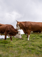 Obraz premium Two brown and white checked cows in the alps on a Green meadow in the Italian alps. Organic livestock of beef in the alps. 