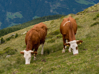 Two brown and white checked cows in the alps on a Green meadow in the Italian alps with mountains in the background. 