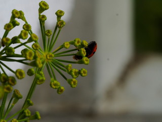 insect ladybug on a plant close up
