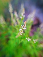 bintan, indonesia August 14, 2020 photography for single flower