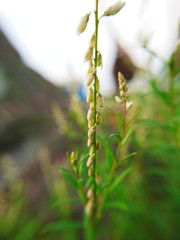 green grass in the forest