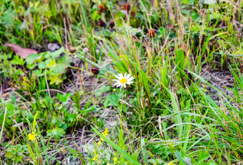 Naklejka na ściany i meble A single Daisy grows in the summer in the grass in a clearing.