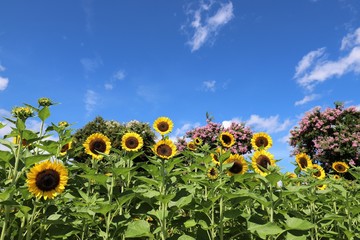 夏の馬見丘陵公園