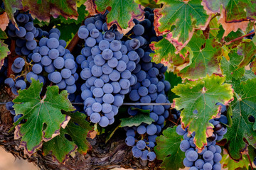 uva Merlot, viñedo de Son Bordils, Inca, Mallorca, balearic islands, spain, europe