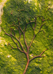 A tree shape formed from seaweeds on a rocky beach with algae below Seven Sisters Cliffs in England. Green Eco Concept