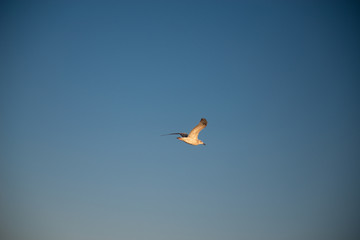 Seagull outdoor sea fly freedom.