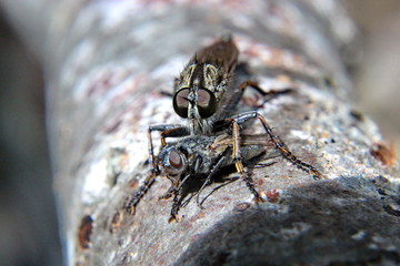 Fliege, zwei Fliegen, Insekt, Natur, Tier, Makro, Natur, 
Insekten, wild lebende Tiere