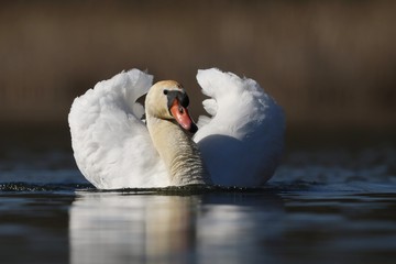 Cygnus olor. Mute swan swin on the pond. Mute svan in the nature habitat.