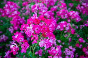 Obraz premium Blooming pink flowers in a garden, park, meadow, close up.