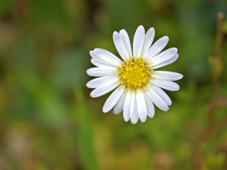 Closeup white petals of common daisy flower plants in the garden with green blurred background ,macro image, sweet color for card design,soft focus