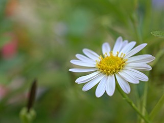 Closeup white petals of common daisy flower plants in the garden with green blurred background ,macro image, sweet color for card design,soft focus