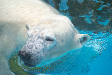 Naklejka premium 可愛いシロクマ