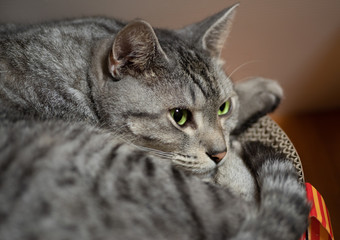 猫と暮らす　　サバトラ猫