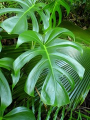 tropical monstera leaf