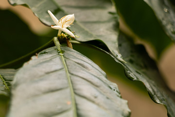 Coffee tree with lovely white bloom and tiny