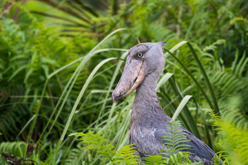 Prehistoric-looking Shoebill Stork in the Mabamba Swamps of Lake Victoria at Entebbe, Uganda, Africa.