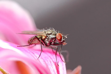 Fliege, Insekt, Natur, Tier, Makro, Natur, 
Insekten, wild lebende Tiere
