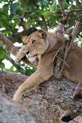 Famous female tree climbing lioness queen relaxing and sleeping at Ishasha Secotor, Queen Elizabeth National Park, Uganda, Africa.