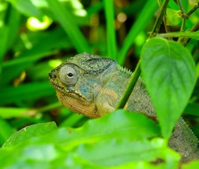 chameleon on a branch