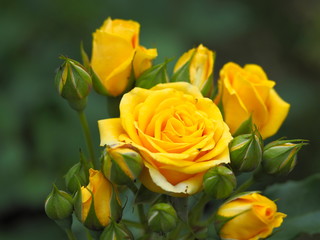 yellow rose buds close up on a Bush in nature