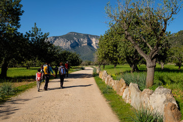 Fototapeta premium Puig de s'Alcadena 815 meters and Estorell road, Lloseta, natural site of the Sierra de Tramuntana, Majorca, Balearic Islands, Spain