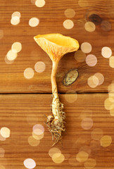 nature, environment and edible mushrooms concept - chanterelles on wooden background