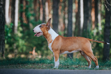 Bull terrier show dog posing outside. Red bullterrier male. Strong dog.	