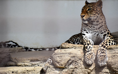 ヒョウ