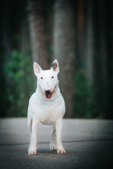 Bull terrier show dog posing outside. Red bullterrier male. Strong dog.	