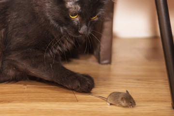 a black cat caught a mouse on the floor