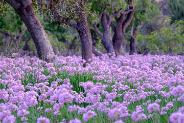 All de Bruixa en plena floracion, Allium roseum L., Sencelles, Mallorca, balearic islands, spain, europe