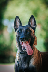 Malinois dog outside posing. Active and strong dog.	
