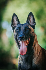 Malinois dog outside posing. Active and strong dog.	
