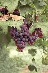 bunch of ripe red grapes in garden